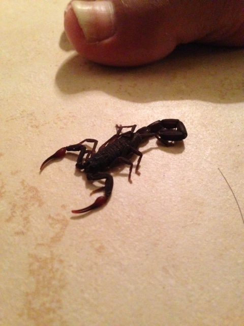 Operation~ “Mexican scorpion relocation”  short amusing video ;-)